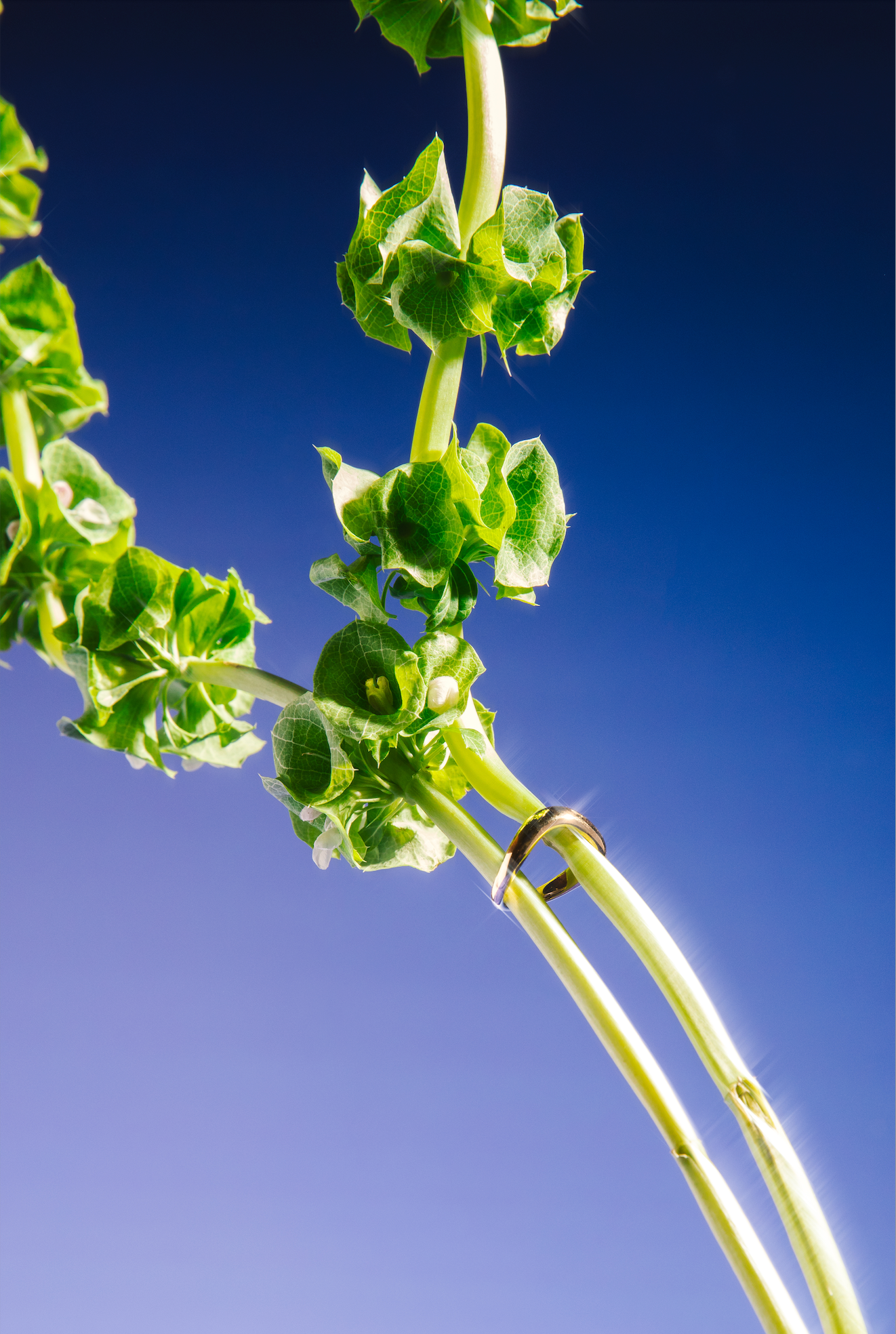 Blue Hour vinyl backdrop. Vinyl image is of a light blue to dark blue smooth gradient perfect for food, drink, and product photography.