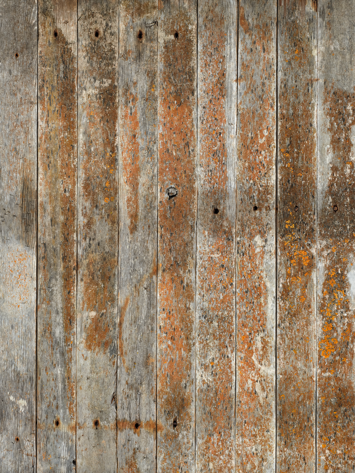 COSITA x surfacehaus Vinyl Backdrop -  Jack